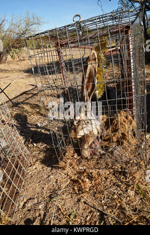 Traps baited with harvested jackrabbits, feathers, scent, sound and other means are set by fur trappers for live catch of animals such as coyote, fox, Stock Photo