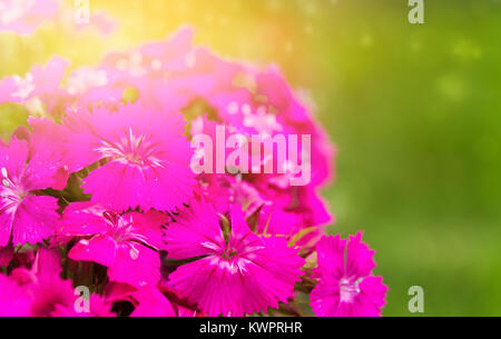 Bright background with small pink flowers. Selective focus. Toned photo Stock Photo