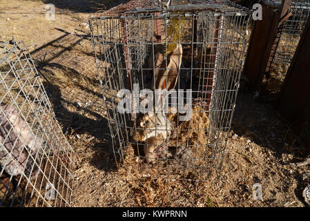 Traps baited with harvested jackrabbits, feathers, scent, sound and other means are set by fur trappers for live catch of animals such as coyote, fox, Stock Photo