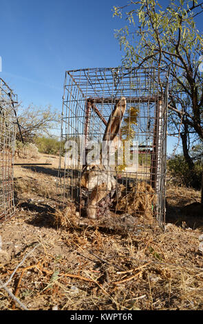 Traps baited with harvested jackrabbits, feathers, scent, sound and other means are set by fur trappers for live catch of animals such as coyote, fox, Stock Photo