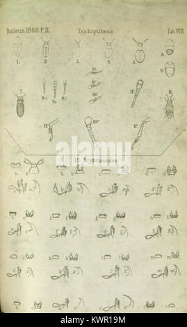 Study detailing the discovery and classification of new vertebrate ...
