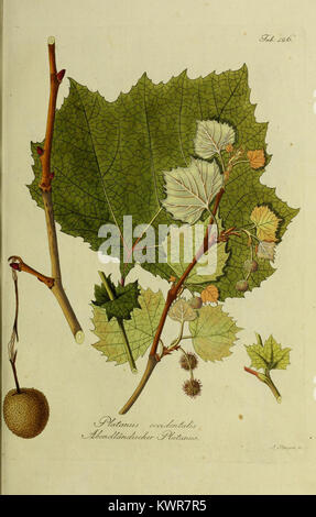 The work 'Österreichs allgemeine Baumzucht' focuses on the cultivation and study of trees in Austria, offering insights into forestry practices and the country's tree species during the early 20th century. Stock Photo