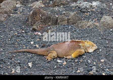 Galapagos Land Iguana ( Conolophus subcristatus ), Santa Cruz island, Galapagos Islands, Ecuador South America Stock Photo