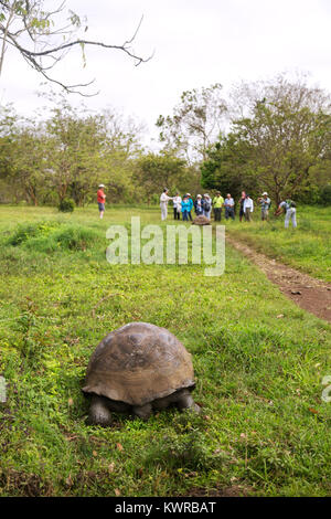 Galapagos giant tortoise ( Chelonoidis Nigra ), and tourists, El Chato Ranch, Santa Cruz island, galapagos Islands, Ecuador South America Stock Photo