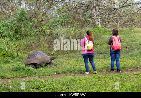 Galapagos Islands tortoise; Tourists photographing a Giant tortoise, Santa Cruz, Galapagos Islands, Ecuador South America Stock Photo