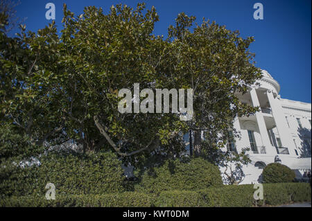 Washington, District of Columbia, USA. 5th Jan, 2018. The Jackson Magnolia, a tree that was planted on the White House grounds in Washington, DC by former United States President Andrew Jackson, after significant pruning in late December, 2017, on Friday, January 5, 2018. First lady Melania Trump approved iconic tree being cut back out of concern for the safety of guests and journalists who often stand under the tree ''” especially when Marine One lifts off. Credit: ZUMA Press, Inc./Alamy Live News Stock Photo