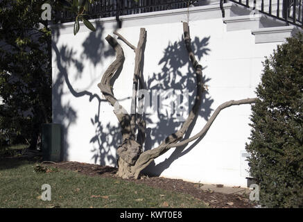 Washington, District of Columbia, USA. 5th Jan, 2018. The Jackson Magnolia, a tree that was planted on the White House grounds in Washington, DC by former United States President Andrew Jackson, after significant pruning in late December, 2017, on Friday, January 5, 2018. First lady Melania Trump approved iconic tree being cut back out of concern for the safety of guests and journalists who often stand under the tree ''” especially when Marine One lifts off. Credit: ZUMA Press, Inc./Alamy Live News Stock Photo