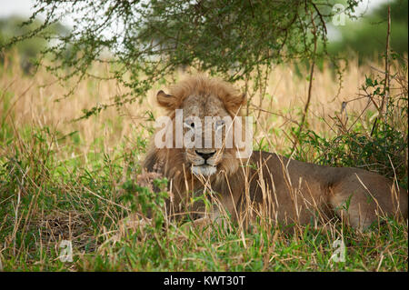 A watchful male lion resting under a bush Stock Photo