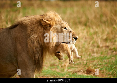 Male lion carrying one of its cubs - (rare occurrence) Stock Photo