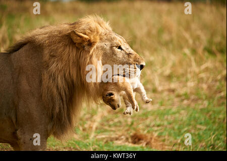 Male lion carrying one of its cubs - (rare occurrence)
