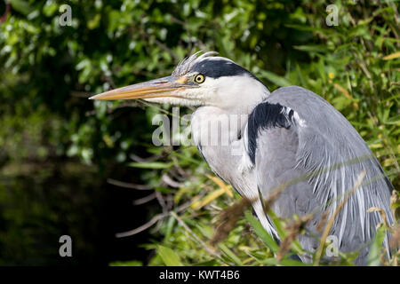 Grey heron (Ardea cinerea); University of Copenhagen Botanical Garden, Denmark Stock Photo