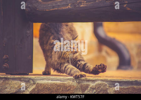Fluffy cat stretching on the porch, under a dark wooden bar, in the morning Stock Photo