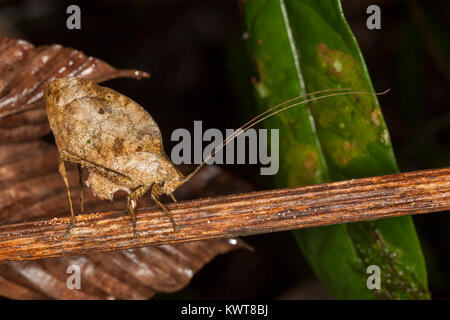 A well-camouflaged dead leaf-mimicking katydid (Order Orthoptera, Family Tettigoniidae) ovipositing (laying eggs) into a stem. Lowland rainforests of  Stock Photo