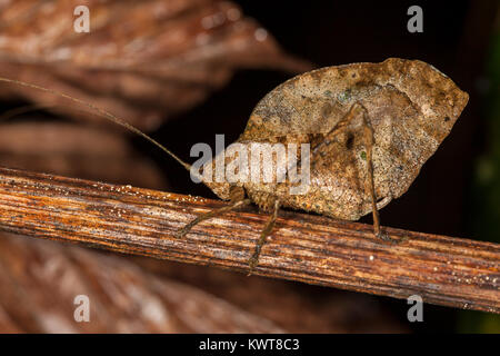 A well-camouflaged dead leaf-mimicking katydid (Order Orthoptera, Family Tettigoniidae) in the lowland rainforests of Peru. An excellent example of cr Stock Photo