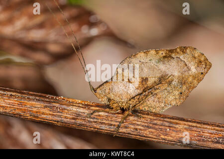 A well-camouflaged dead leaf-mimicking katydid (Order Orthoptera, Family Tettigoniidae) in the lowland rainforests of Peru. An excellent example of cr