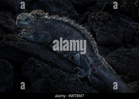 A Galapagos marine iguana (Amblyrhynchus cristatus albemarlensis), with its crest silhouetted by the afternoon sun. Stock Photo