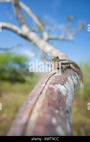 San Cristobal lava lizard (Microlophus bivittatus) perched on a branch. Stock Photo