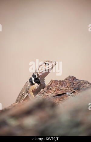 Great Basin collared lizard (Crotaphytus bicinctores) perched on a rock. Stock Photo