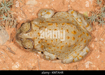 Top view of a Sonoran desert toad (Colorado River toad), Incilius alvarius (Bufo alvarius). Poison glands behind head and on legs are clearly visible. Stock Photo