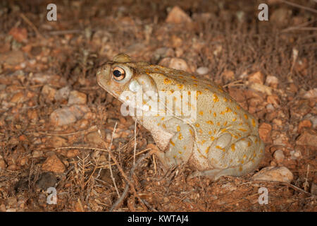 Sonoran desert toad (Colorado River toad), Incilius alvarius (Bufo alvarius). Poison glands behind head and on legs are clearly visible. Stock Photo