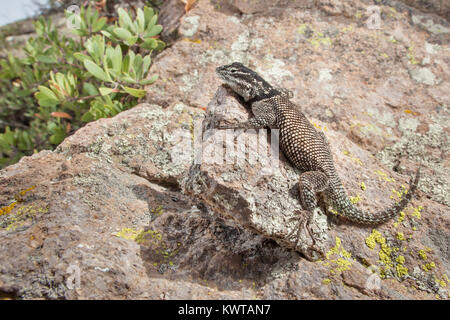 Mountain Spiny Lizard Sceloporus Jarrovii Adult Madera Canyon Arizona ...