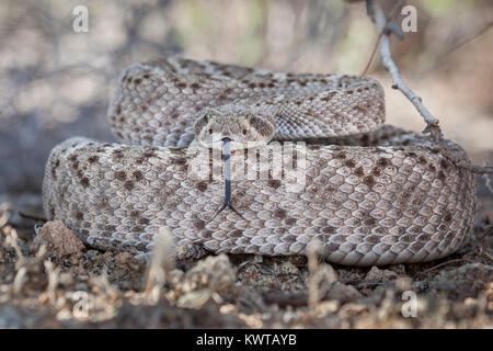 Coiled western diamondback rattlesnake (Crotalus atrox), extending its forked tongue. Stock Photo