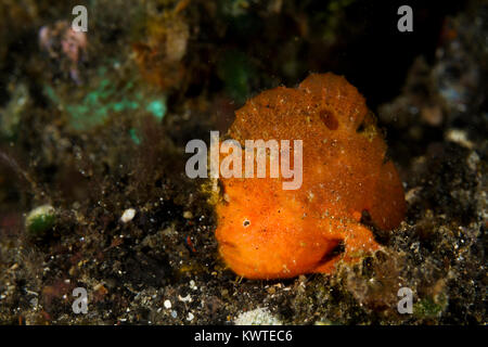Painted frogfish (Antennarius pictus) Lembeh Strait, Indonesia Stock Photo