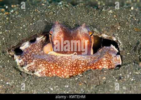 Coconut octopus (Amphioctopus marginatus) inside a coconut shell, Lembeh Strait, Indonesia Stock Photo