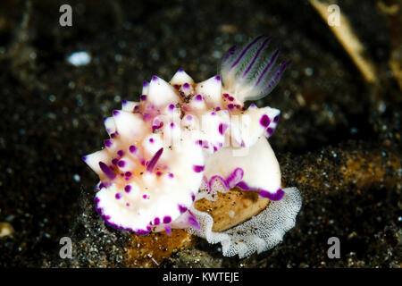 Mexichromis multituberculata nudibranch laying eggs, Lembeh Strait, Indonesia Stock Photo
