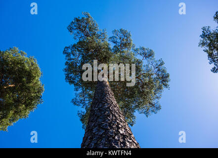 Looking up along trunk of tall pine tree and branches, between other trees on sides against blue sky in Norway. Stock Photo