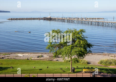 Sunny summer day in White Rock, BC with Canada Geese on grass beside small high-tide beach, pedestrians on wooden pier and sailboats in small marina Stock Photo