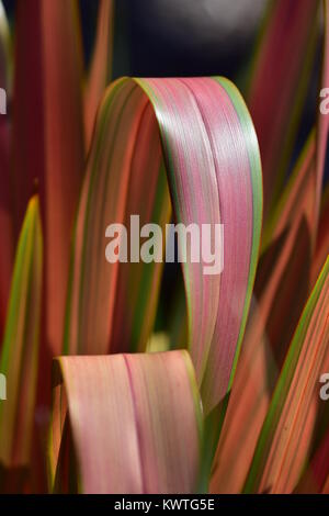 Pink and green leaves of ornamental flax Phormium jester. Stock Photo