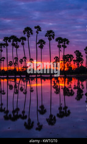 landscape of sugar palm tree in Twilight time ,Thailand Stock Photo