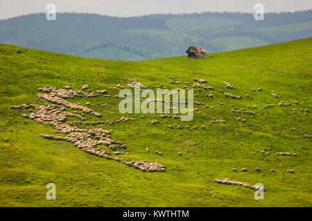 Herd of sheep on a mountain slope near Paltinis, Sibiu County, Romania Stock Photo