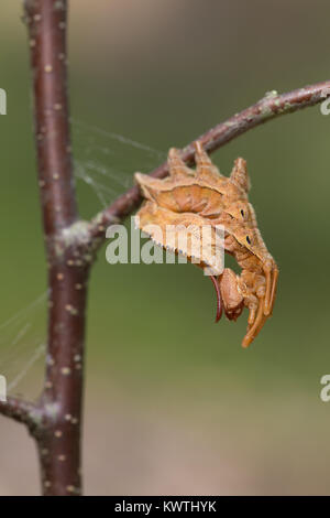 Lobster moth caterpillar Stock Photo