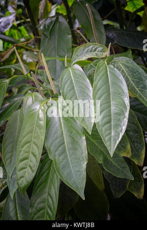 Long pepper, Piper longum, vine with heart shaped leaves and small ...