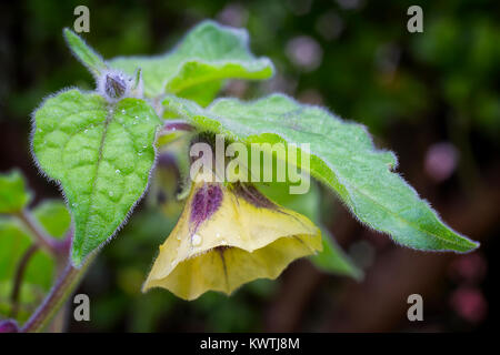 Fflower of Physalis (Physalis peruviana) also called Cape gooseberry, Uchuva or gold berries. Plant with edible fruit native of Perù. Stock Photo