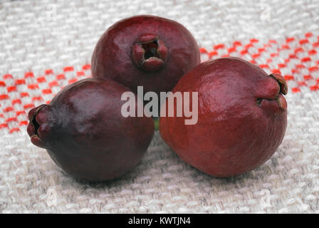 Cattley guava (Psidium littorale subsp. longipes) or Peruvian guava or Red Cherry Guava or Strawberry guava or Psidium cattleianum or Psidium chinense Stock Photo