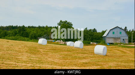 Hay bales wrapped in plastic and timber barn, Nova Scotia, Canada Stock Photo