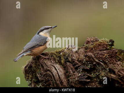 Nuthatch Perched on Woodland Log Stock Photo