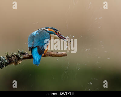 Kingfisher Stunning Catch Stock Photo