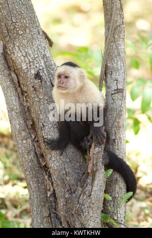 White-faced Capuchin Monkey (Cebus capucinus) in tree, Las Mareas, Costa Rica Stock Photo