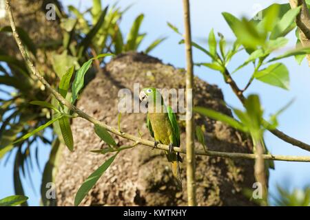 Olive-throated Parakeet (Aratinga nana) perched in tree, Costa Rica Stock Photo