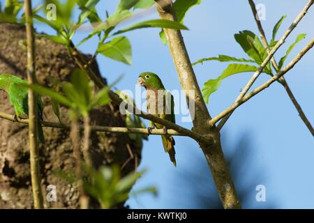 Olive-throated Parakeet (Aratinga nana) perched in tree, Costa Rica Stock Photo