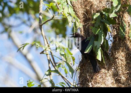 Giant Cowbird (Molothrus oryzivorus) on nest of Montezuma Oropendola (Psarocolius montezuma), Costa Rica Stock Photo