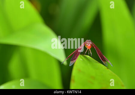 Crocothemis erythraea is a species of dragonfly in the family Libellulidae. Its common names include broad scarlet, common scarlet-darter, scarlet dar Stock Photo