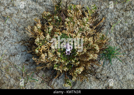 False rose of jericho immagini e fotografie stock ad alta risoluzione -  Alamy