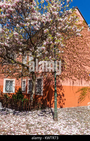 Magnolia tree petals falling Prague spring Strahov Monastery courtyard House Czech Republic Flowering tree Stock Photo