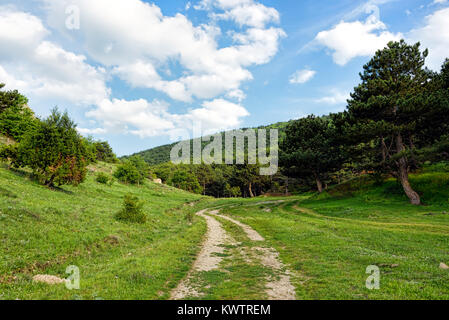 Dirt road leading into a forest under blue skies with fluffy white clouds Stock Photo