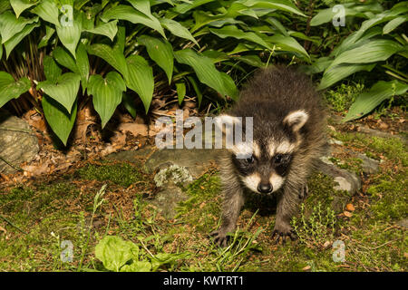 A Baby Raccoon playing in the garden.